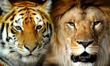 Trận chiến giữa sư tử và hổ dưới góc nhìn của chuyên gia