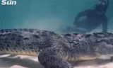 Màn đối mặt ‘rợn người’ giữa thợ lặn và cá sấu khổng lồ
