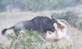 VIDEO: Sư tử ‘nhừ tử’ vì bị linh dương đầu bò phản đòn
