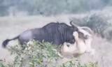 VIDEO: Sư tử ‘nhừ tử’ vì bị linh dương đầu bò phản đòn