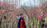 Đào bung nở, làng Nhật Tân tấp nập kẻ bán người mua vào ngày cận Tết