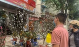 Săn đào cánh trắng hiếm có, bạc triệu trên phố phường Thủ đô dịp Tết
