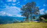 Ruộng bậc thang Y Tý vào mùa vàng: Thiên đường là đây!