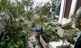 Giáo sư, Tiến sĩ Nguyễn Vy và vườn rau tự trồng trên sân thượng