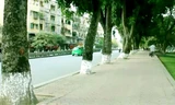 Dự kiến Hà Nội sẽ chặt hạ hàng trăm cây cổ thụ này để xây dựng nhà ga số 9 (Kim Mã - ga Hà Nội)