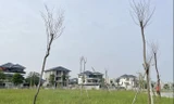 Vì sao gần 550 cây xanh chết khô tại công viên 40 tỷ đồng?