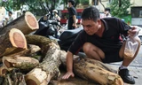 Người dân gom mùn cưa sau khi cây sưa đỏ bên hồ Gươm bị chặt hạ