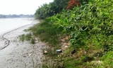 Xác chết người đàn ông đã phân hủy trôi dạt vào bờ sông Mã