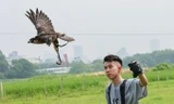 Dân chơi ở Hà Nội chi chục triệu đồng nuôi loài chim 'trinh sát trên không'
