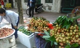 Vải lai ồ ạt đổ bộ Hà Nội, nhiều người bán hàng lợi dụng người dân không để ý cho biết đây là vải thiều để bán với giá cao, chất lượng tốt