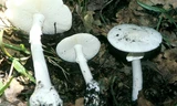 Loại nấm độc tán trắng các nạn nhân ăn phải. Ảnh: Amanita verna