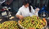 Mận đào Trung Quốc bày bán tràn lan ở Hà Nội