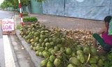 Dừa Xiêm 10.000 đồng/trái đổ đống tại vỉa hè Thủ đô