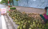 Dừa Xiêm 10.000 đồng/trái đổ đống tại vỉa hè Thủ đô