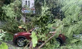 Hà Nội: Cây gãy đổ trúng ôtô trong cơn mưa dông sáng 28/9