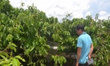 Rẫy cà phê phát hiện thi thể nạn nhân