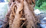 Rễ đinh lăng chất thành đống ven đường, to như bắp tay người lớn, không có đặc điểm để nhận biết