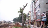 Cây xà cừ trên đoạn Đội Cấn - Bưởi được cưa cành chuẩn bị cho việc đốn hạ. Ảnh: Võ Hải.