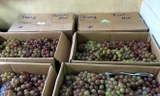 Tại Hà Nội, nho đỏ Ninh Thuận có giá bán dao động 240.000-260.000 đồng mỗi thùng. Ảnh: Nguyễn Hương