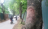 Hàng loạt cây xà cừ trên đường phố Hà Nội vẫn bị đẽo vỏ một cách bí ẩn dù công an đã vào cuộc