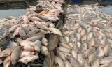 300 tấn cá chết nổi trắng sông: Chủ tịch UBND tỉnh Hải Dương yêu cầu rà soát nguồn thải