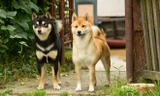 Giống chó Shiba Inu được công nhận là Di tích tự nhiên của Nhật Bản từ năm 1936.