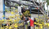 Chợ hoa Tết Đà Nẵng ế ẩm, nhiều chủ vườn nghỉ bán sớm, bỏ bạc triệu chở mai về 