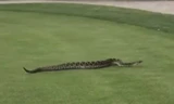 Video con rắn chuông dài 2.5m bất ngờ trườn trên bãi cỏ sân golf ở Mỹ được lan truyền khắp cộng đồng mạng.