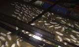 Dân điêu đứng vì hàng loạt bè cá bị chết.