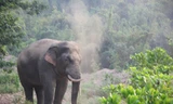 Voi rừng 'tấn công' nhà dân
