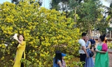 Cây mai vàng 'khủng' ở Đồng Nai trổ bông rực rỡ đón khách du xuân