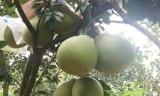 Loại trái đặc sản ngon nức tiếng ở Đồng Nai