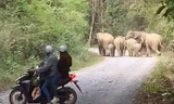 Clip chạm mặt 7 con voi rừng xuất hiện gần khu dân cư