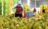 Thủ tướng chỉ đạo 'nóng' về xuất khẩu sầu riêng, giao công an điều tra việc gian lận