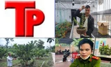 Bản tin Hình sự: Mất mạng vì ăn trộm bưởi của người đàn ông 60 tuổi