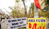 Hà Nội: Mai vàng ế ẩm, tiểu thương giảm giá, xả hàng sớm