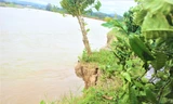 Cây cà phê cùng khối đất chực chờ đổ xuống sông