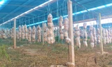 Một mô hình trồng nấm, phía trên lắp pin năng lượng ở huyện Buôn Đôn