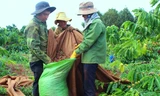 Hối hả thu hoạch từ sáng đến tối ở thủ phủ cà phê Tây Nguyên
