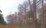 Rừng thông dọc Quốc lộ 14, đoạn qua huyện (Đắk Song) bị chết hàng loạt