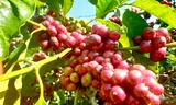 Những chùm cà phê chín mọng, căng tròn.