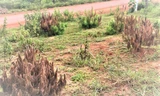 Nhiều cây thông non bị chết bất thường