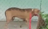 1 trong 2 con chó Pitbull hiện đang nhốt tại nhà.