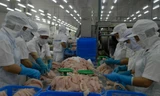 Ba tháng đầu năm, cá tra Việt Nam xuất khẩu đạt 646 triệu USD