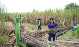 Thu hoạch mía ở Hậu Giang. Ảnh: Cảnh Kỳ