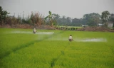 Vùng ĐBSCL sử dụng phân bón hóa học, thuốc bảo vệ thực vật quá mức