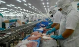 Giá cá tra xuất khẩu sang Mỹ lập đỉnh mới