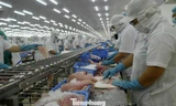 Xuất khẩu cá tra tăng mạnh