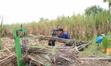 Nhà máy đường cam kết tiêu thụ hết mía cho nông dân Hậu Giang
