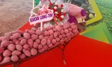 Thủ phủ khoai lang xuất khẩu chính ngạch lô hàng đầu tiên sang Trung Quốc 